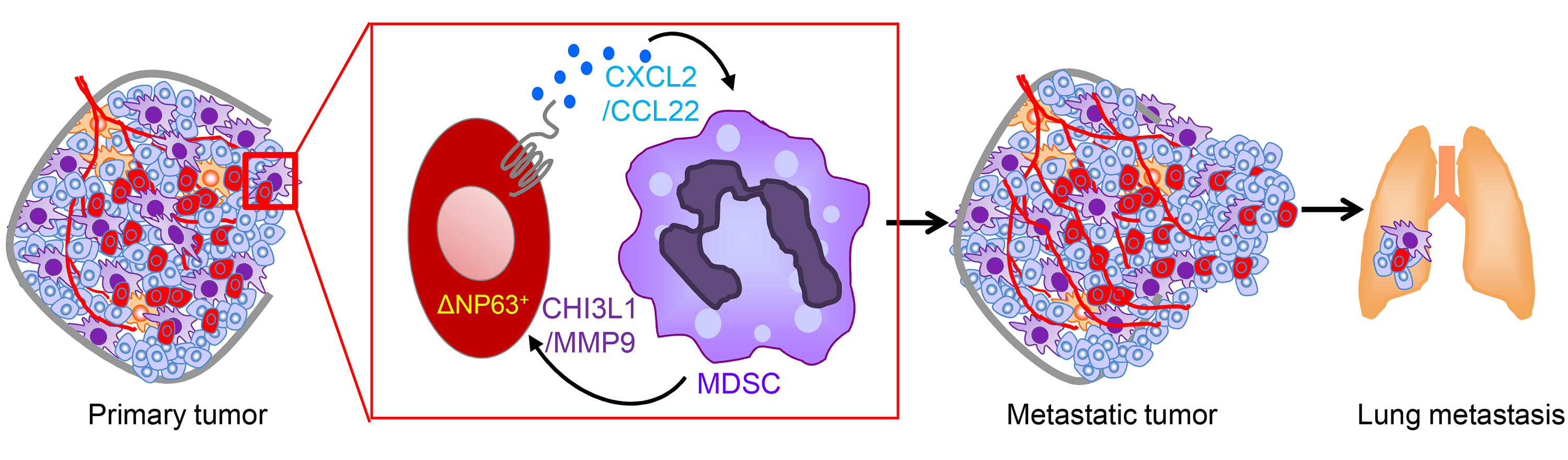 new research on triple negative breast cancer